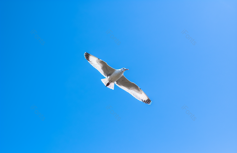 广告设计素材元素天空中飞翔的海鸥,高清,摄影图,摄影图片,图片大全,摄影图免费下载